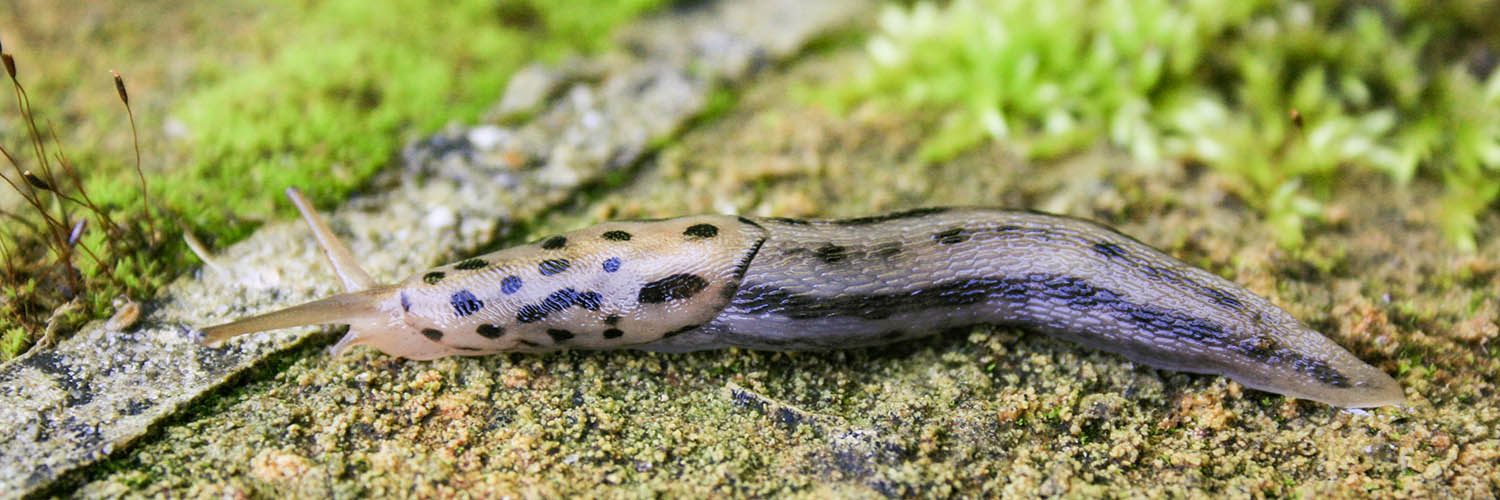 Grote aardslak (Limax maximus)